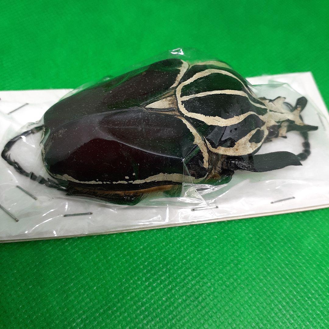 標本 Goliathus goliatus apicalis 80mm CONGO