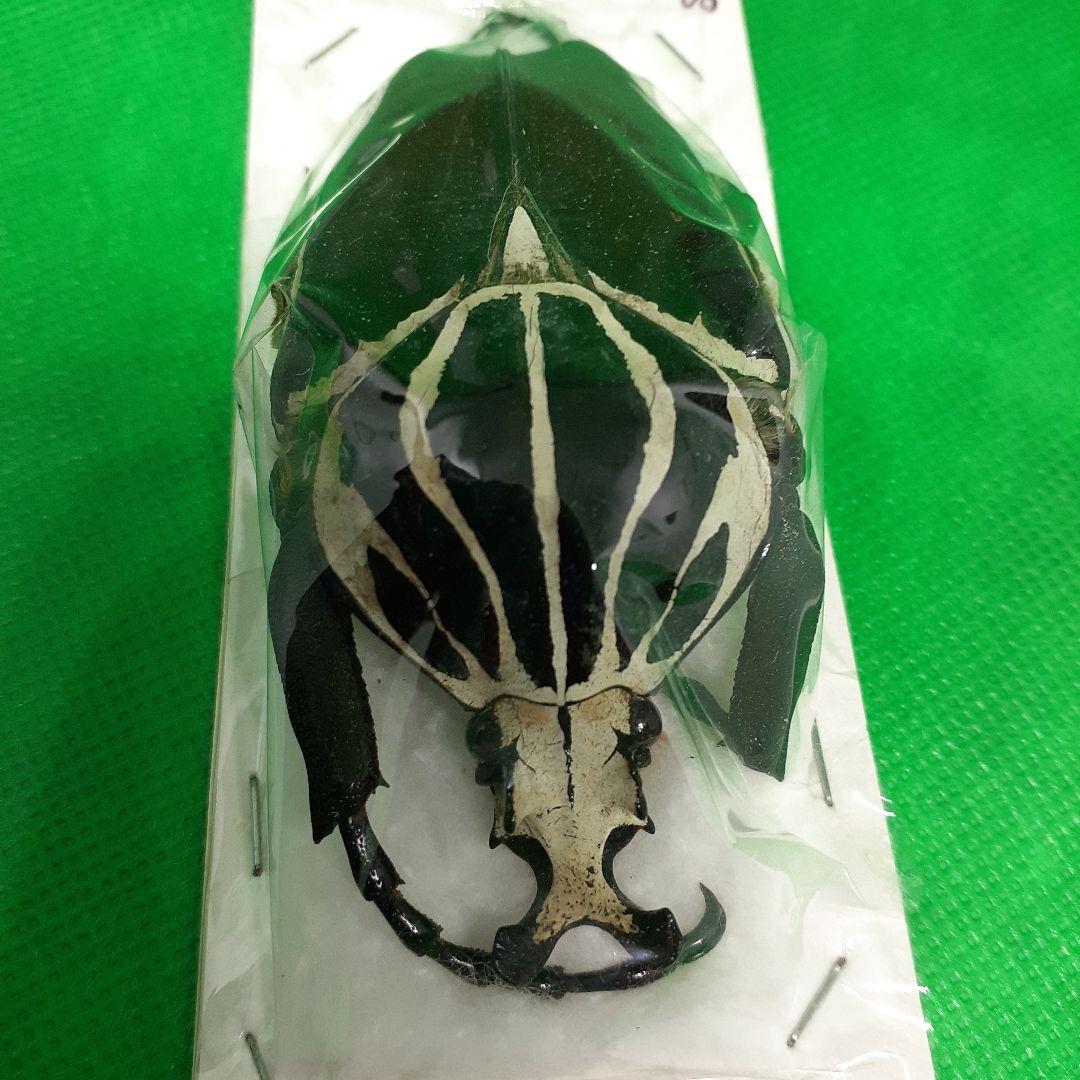 標本 Goliathus goliatus apicalis 80mm CONGO