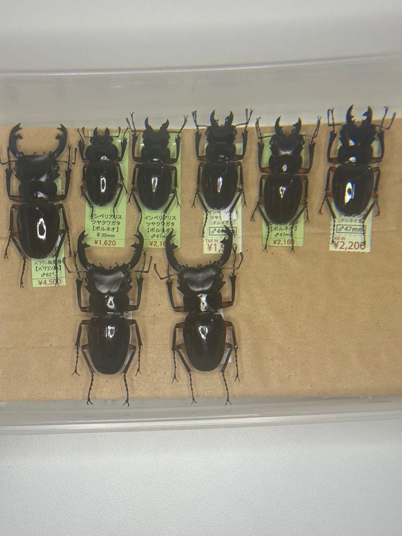 【野外標本】インペリアリスツヤクワガタ(ボルネオ/パラワン)　まとめ売り