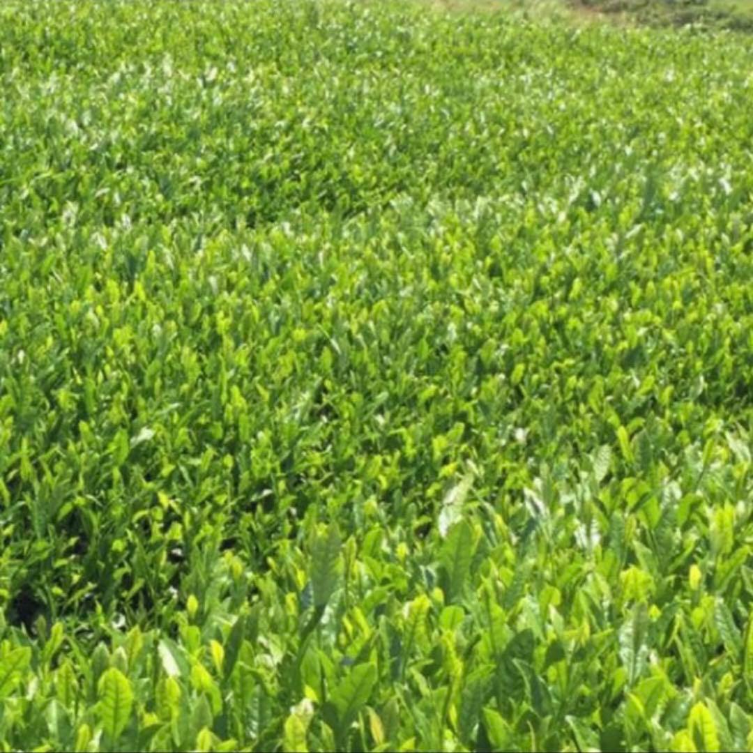 八女茶，緑茶(特上白折)12袋 楽一番公式アカウントL6