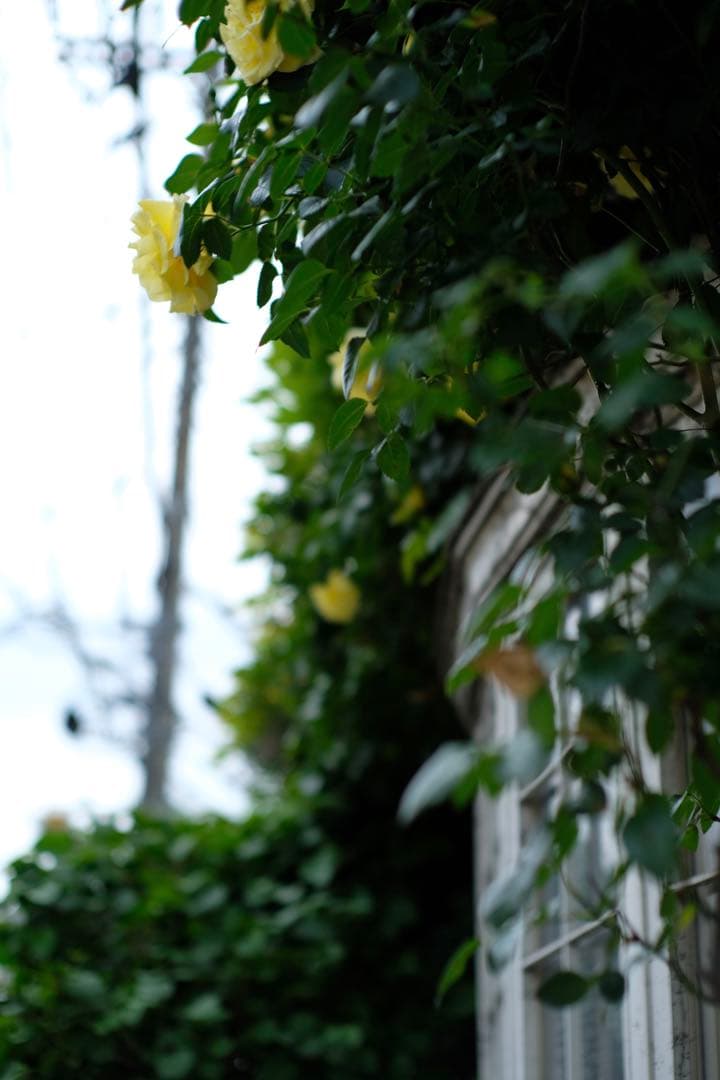 七工匠 7artisans 35mm f1.2 ブラック FXマウント