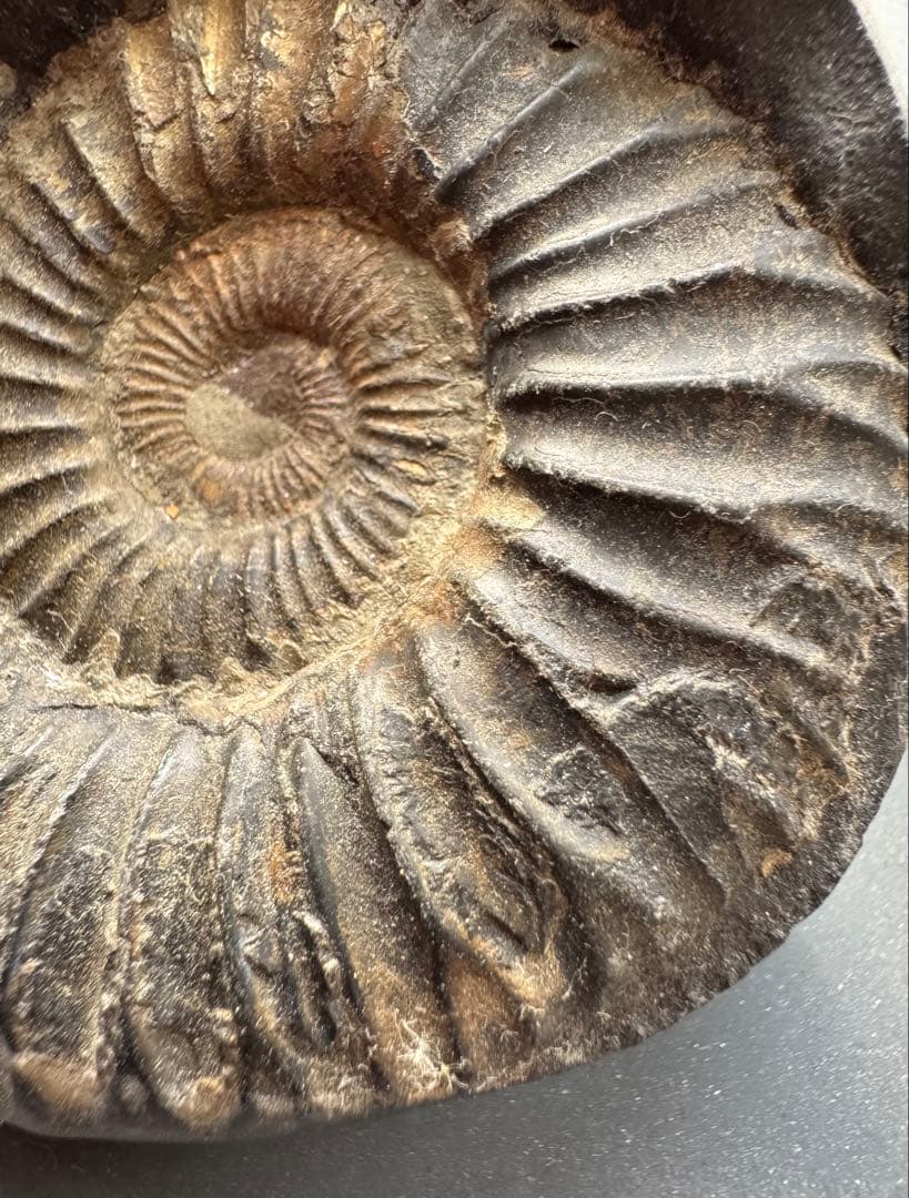 アンモナイト化石 黒色 大きい