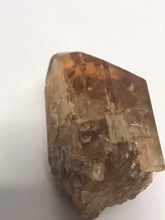 ゴールデンタンビュライト