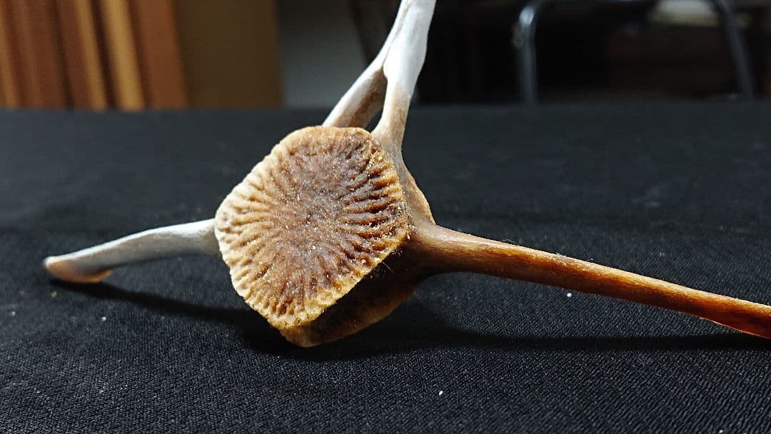 【希少】イルカの骨 斑_8