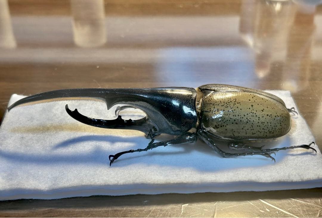 ⭐️⭐️ヘラクレス２亜種♂標本⭐️⭐️