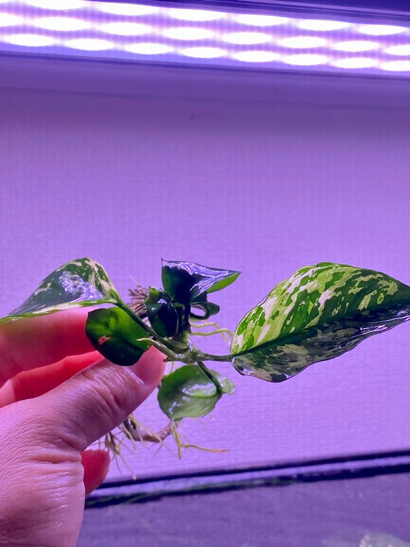 アヌピアス・バリエゲーテッド・キン　2株