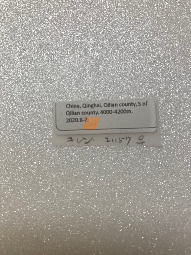 【バラ売り可能】パルナシウス・アッコ・ツライシャニ（1ペア、中国/青海省）