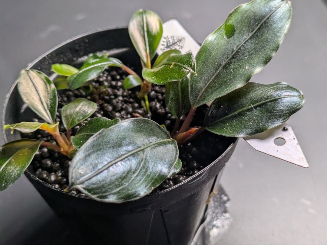 水草 Bucephalandra sp. Super Dark Blue