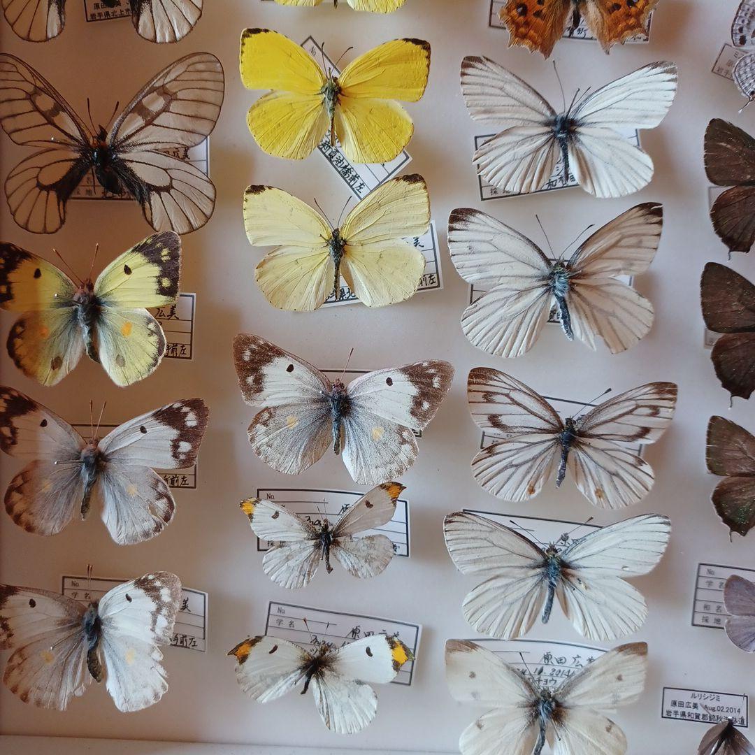 hiro☆　標本箱+蝶標本　中型ドイツ箱2個セット