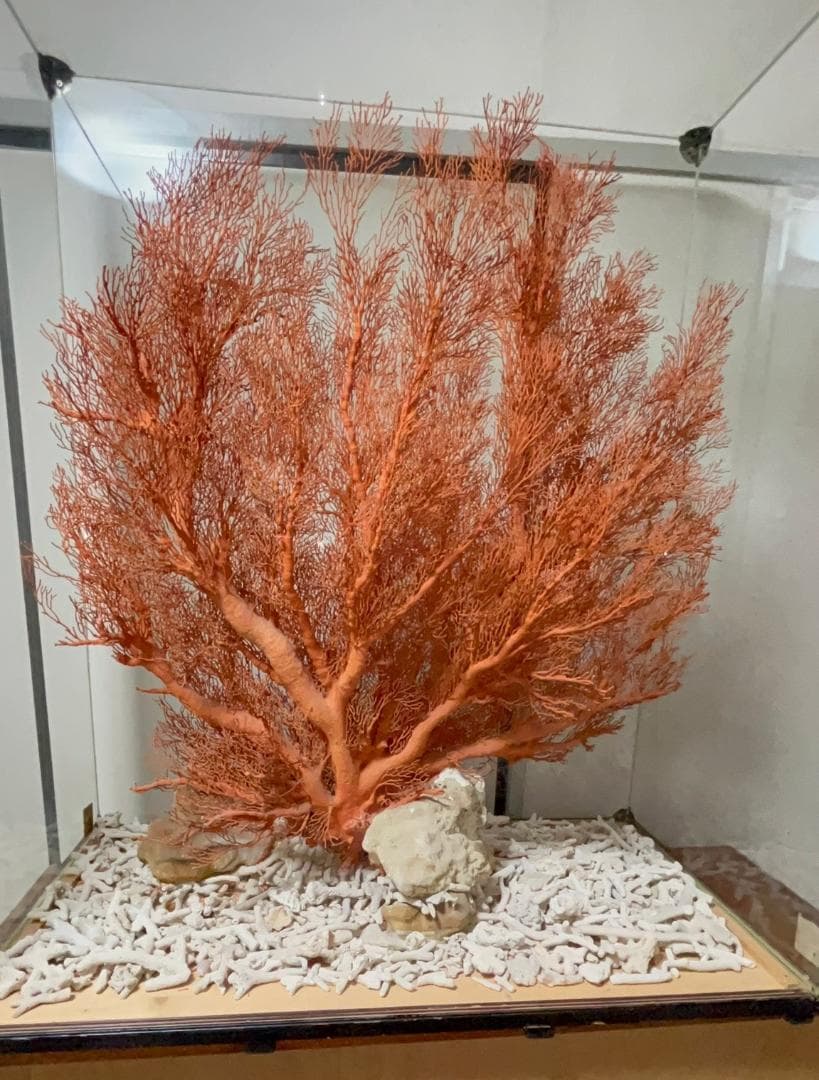 希少　天然 大型枝珊瑚 母岩付 高95cm サンゴ　原木　ルース