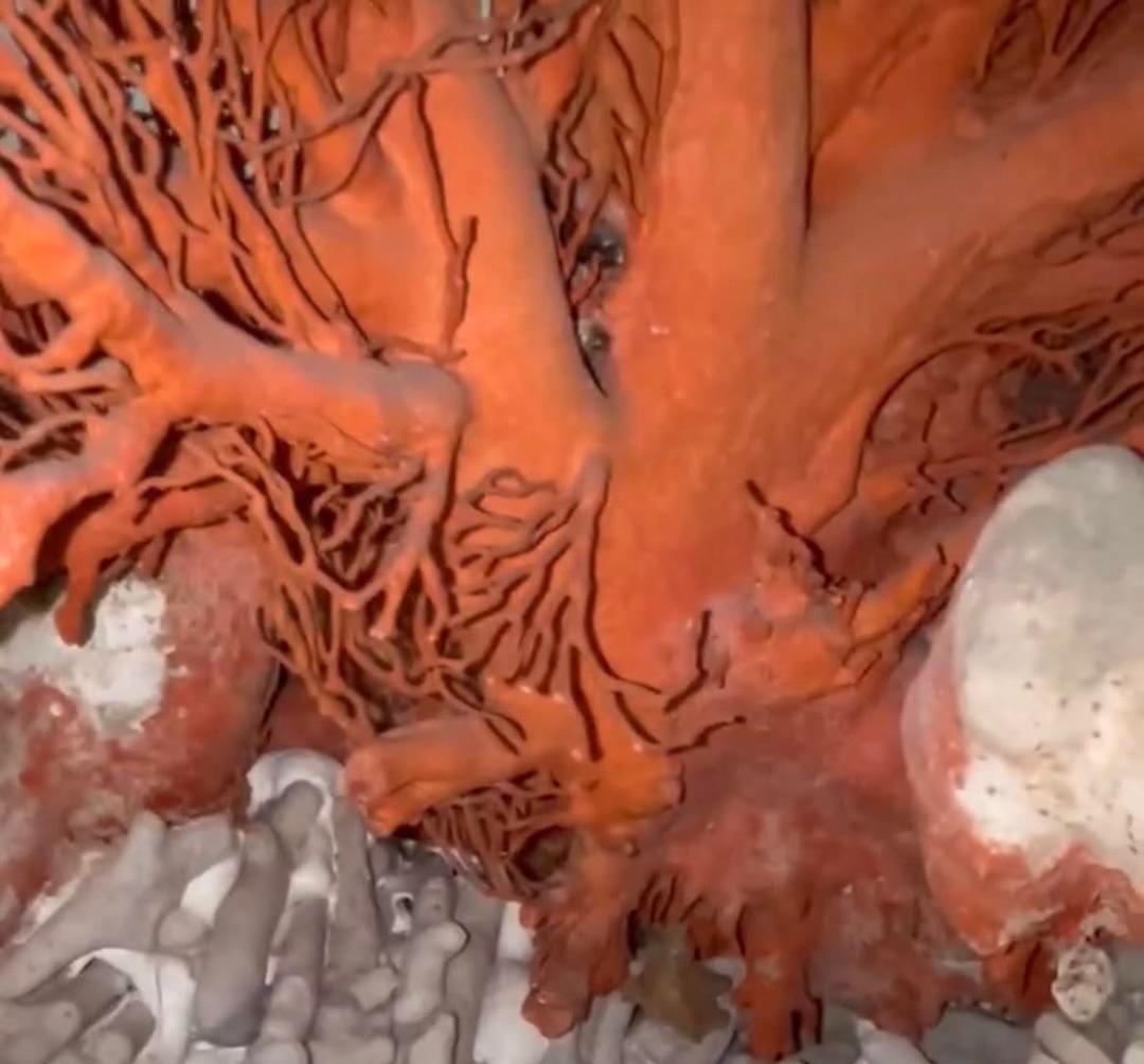 希少　天然 大型枝珊瑚 母岩付 高95cm サンゴ　原木　ルース