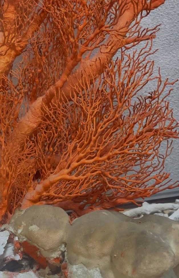 希少　天然 大型枝珊瑚 母岩付 高95cm サンゴ　原木　ルース