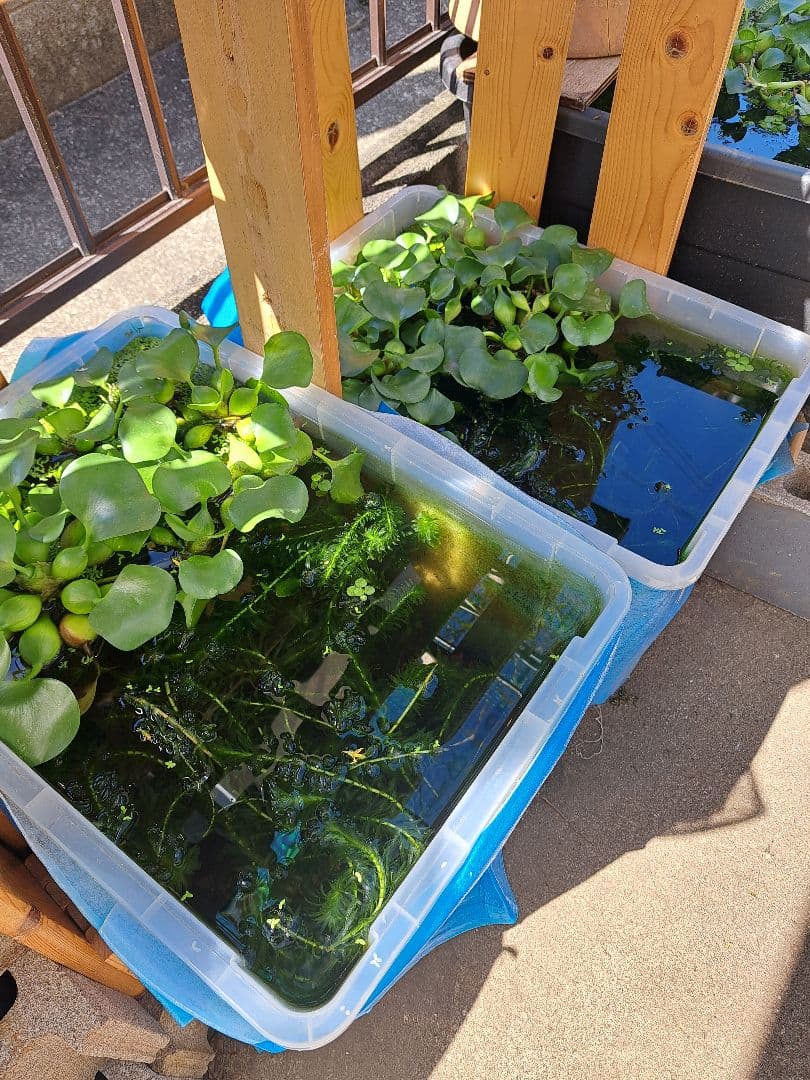 【専用ページ】天然 アナカリス1000本 オオカナダモ