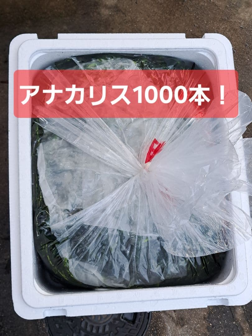 【専用ページ】天然 アナカリス1000本 オオカナダモ