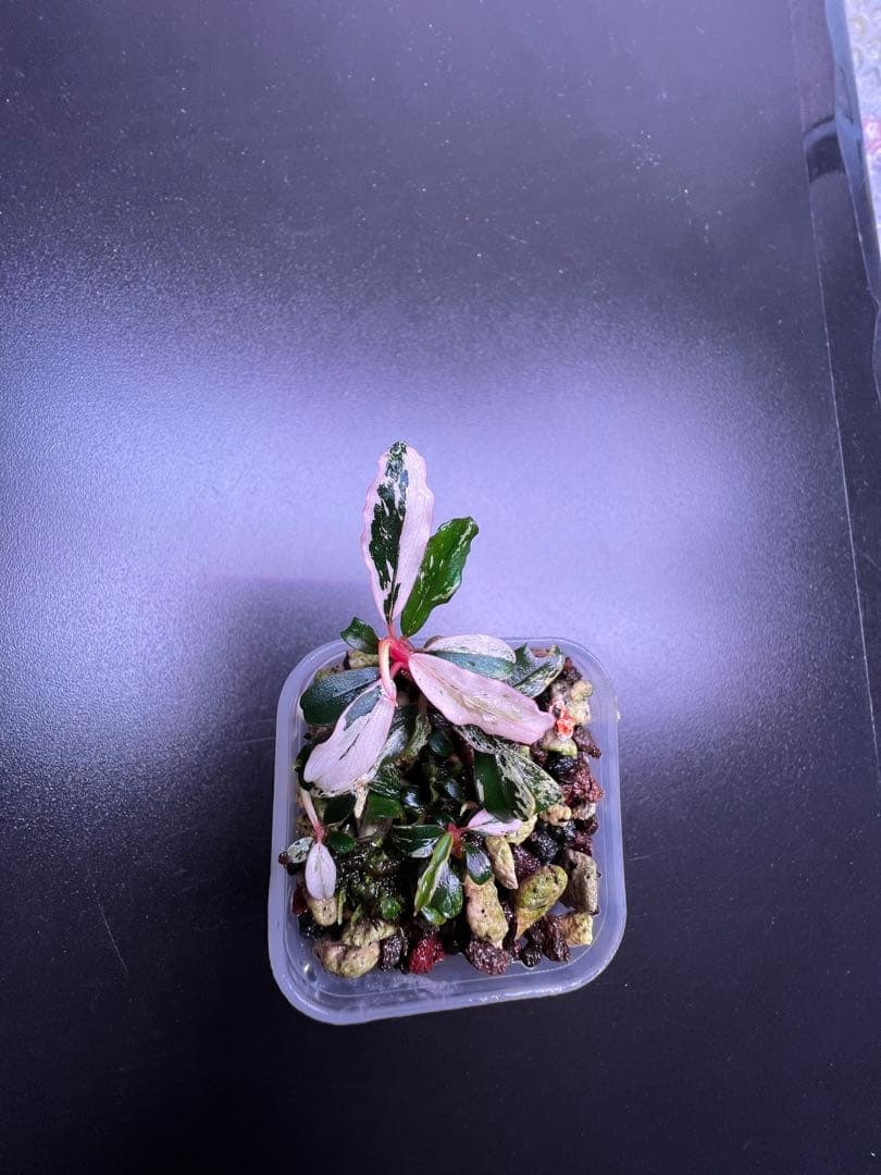 水草 Bucephalandra sp. Variegata