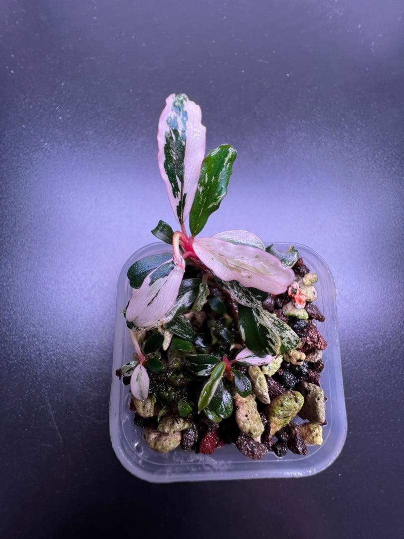 水草 Bucephalandra sp. Variegata