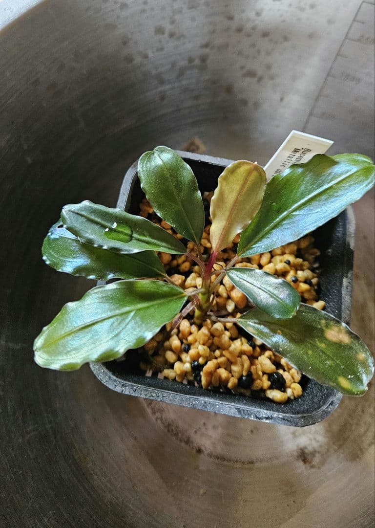 ブセファランドラ　メタリックダークレッド　llic dark red