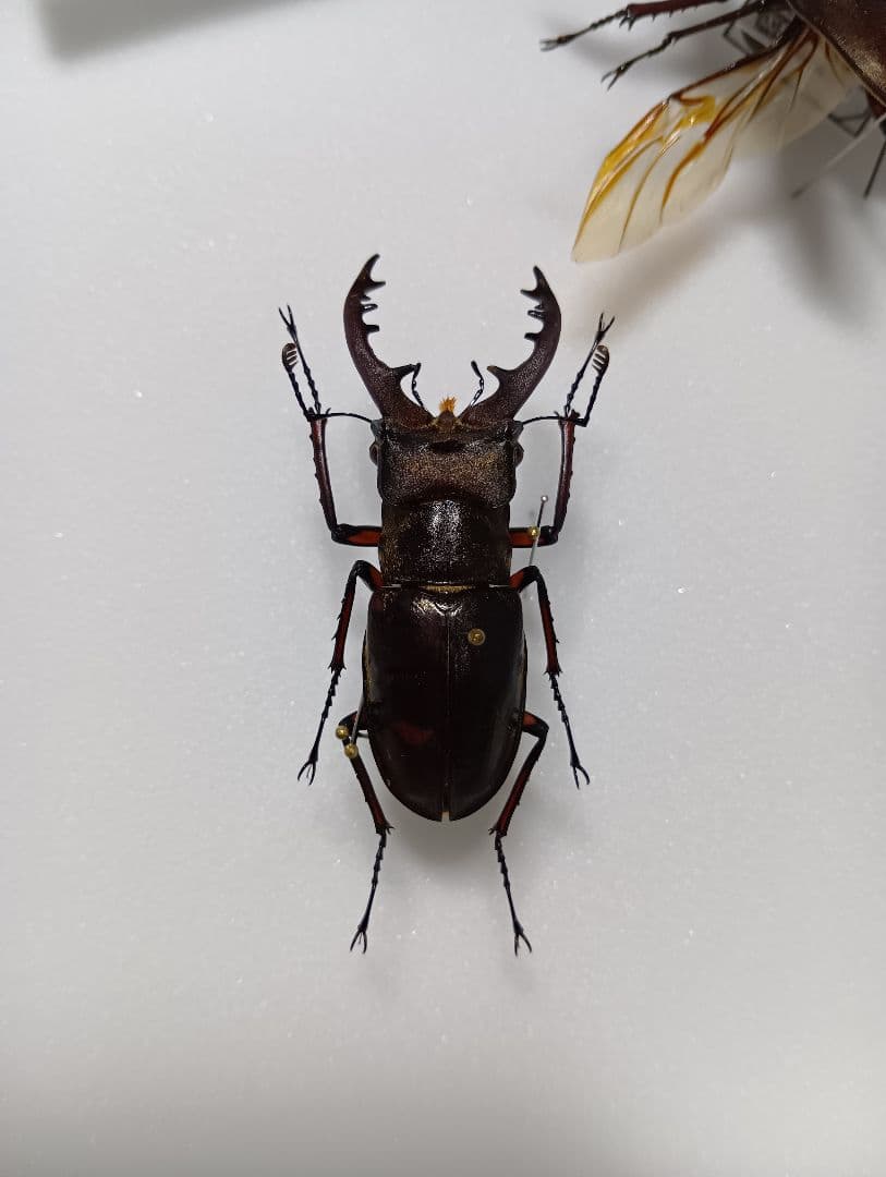 ミヤマクワガタ標本セット 飛翔標本　標本箱付き