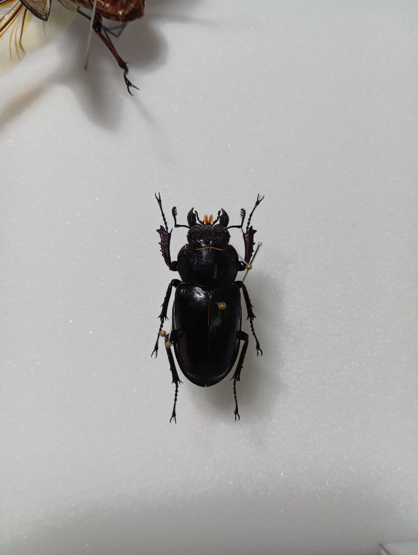 ミヤマクワガタ標本セット 飛翔標本　標本箱付き