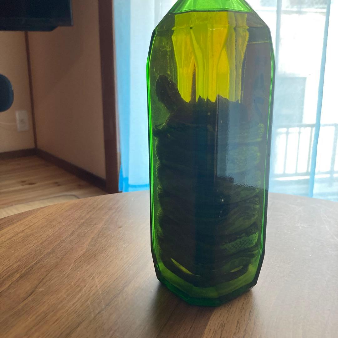 奄美　ハブ酒　ハブ入り