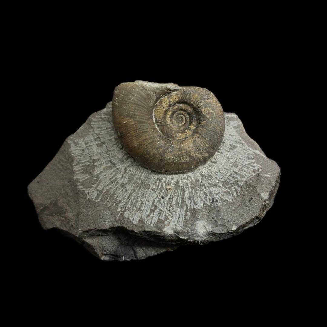 アンモナイト　化石　北海道　夕張