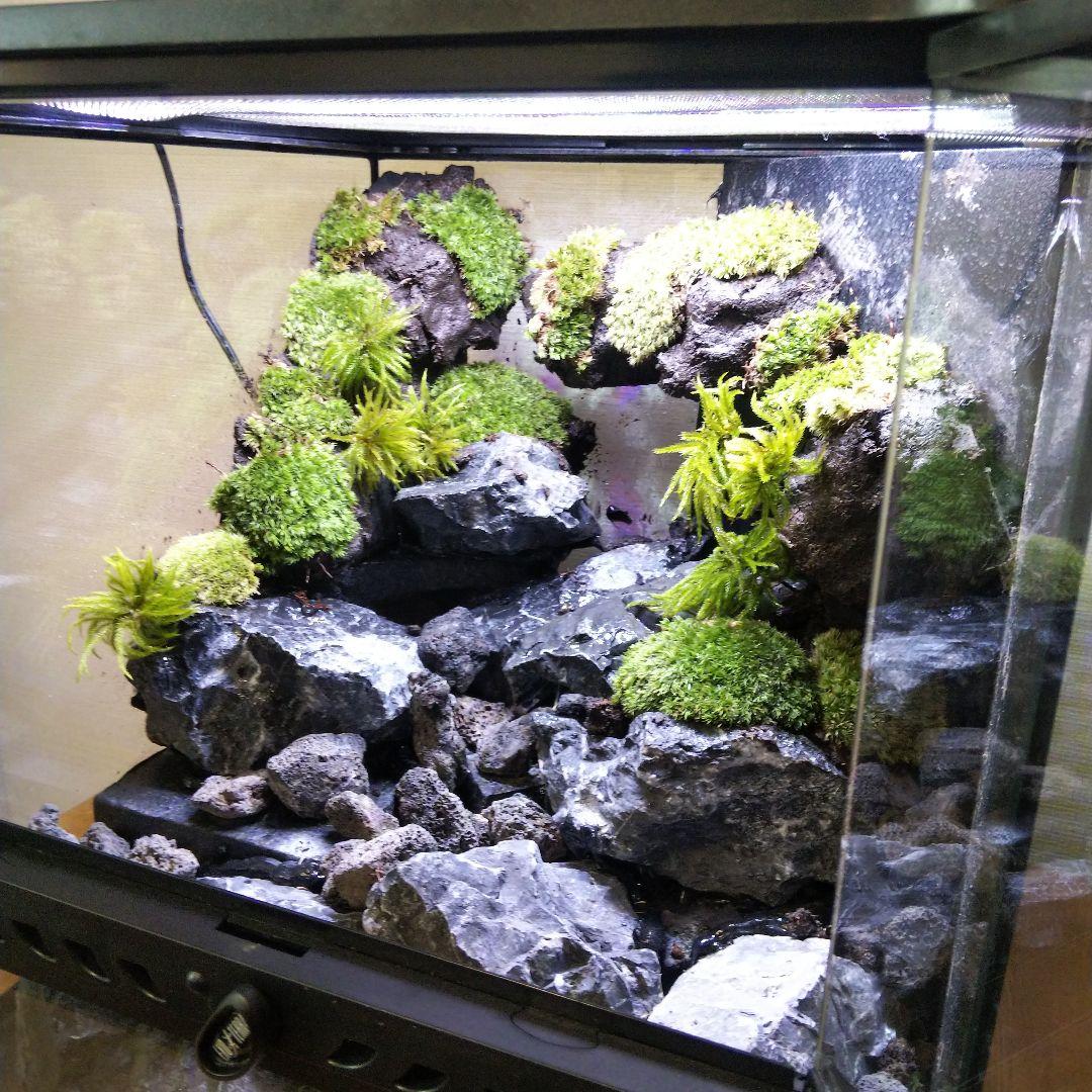 【受注生産】イモリウム　苔テラリウム　アクアテラリウム グラステラリウム