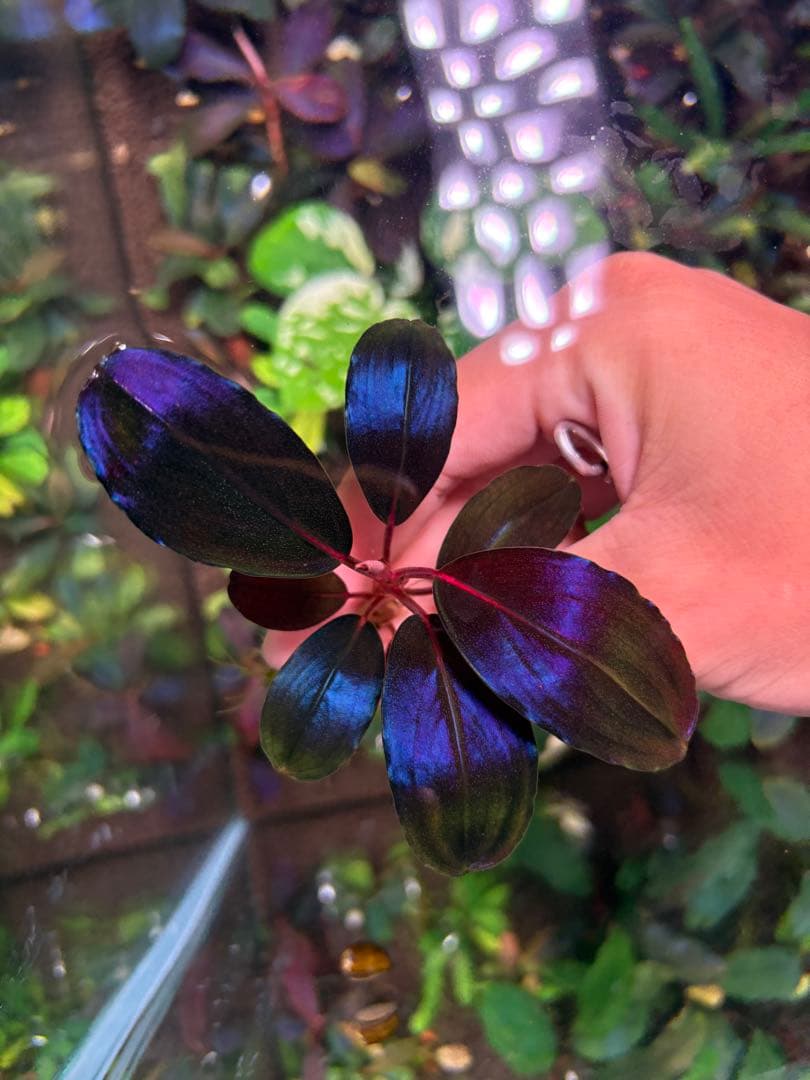 joy(プロフページ ティアブルー　ムーンライト