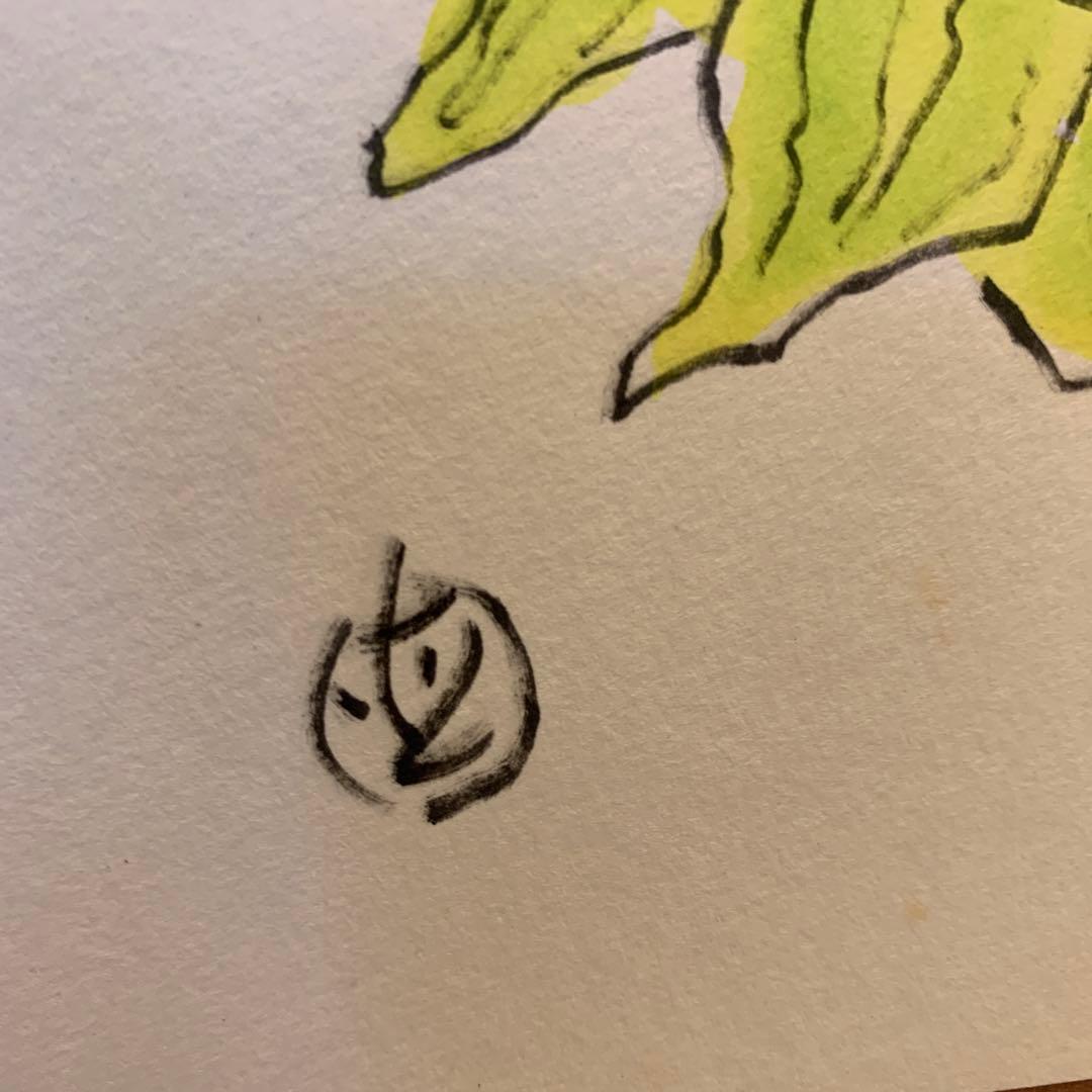 坂本直行　ふきのとう　水彩画　真作　六花亭　銘菓　貴重　北海道