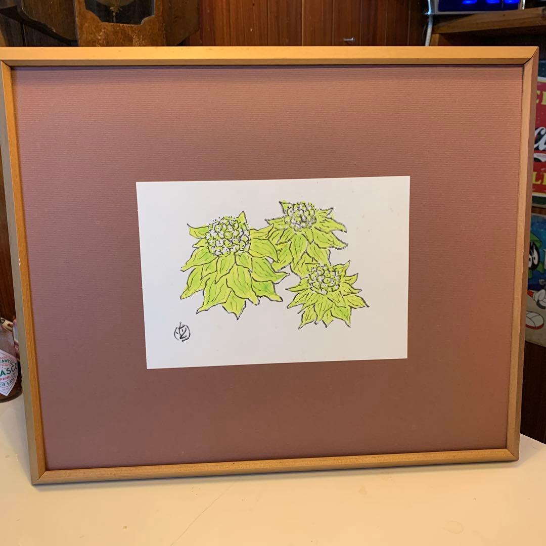 坂本直行　ふきのとう　水彩画　真作　六花亭　銘菓　貴重　北海道