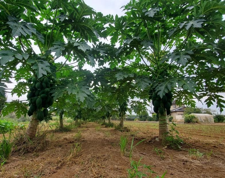 大容量　2800g　(国産・高品質)乾燥パパイヤの茎（無農薬・有機肥料）