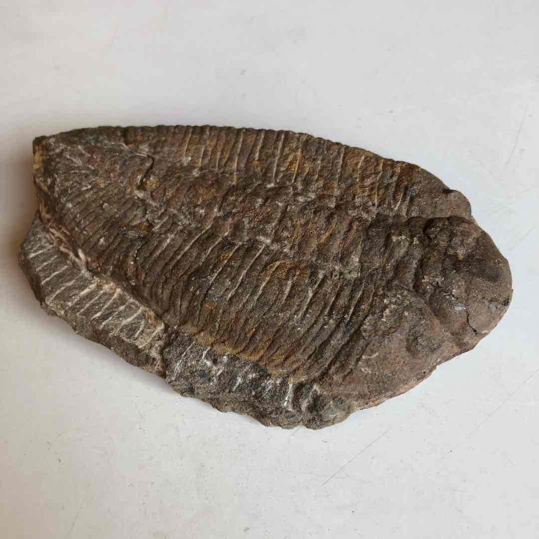 モロッコ産　三葉虫化石　現在輸出禁止です。