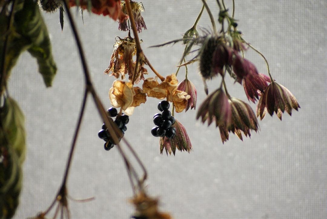 SONY α200 デジタル一眼　35-105 100-300 ダブルレンズ※注