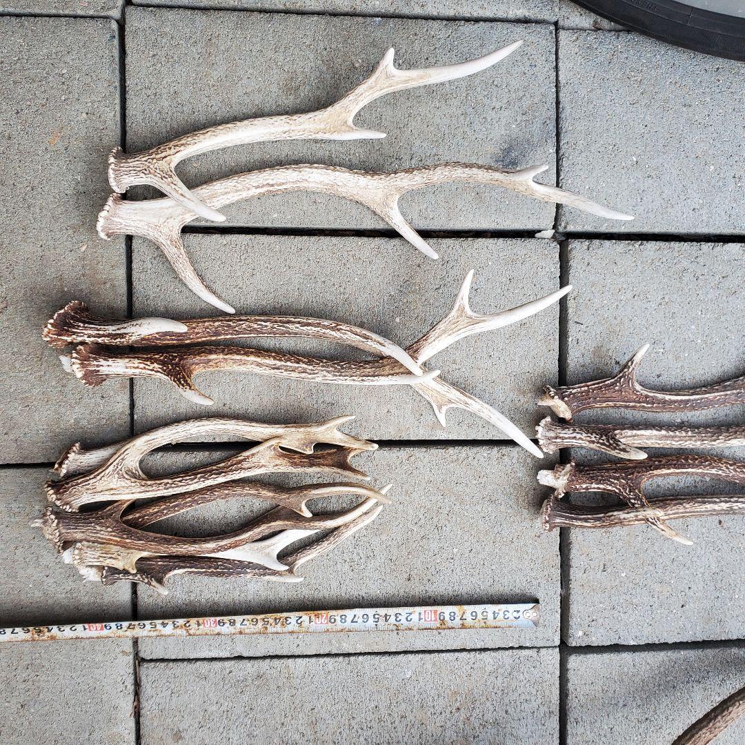 鹿の角　 インテリア　素材　工作