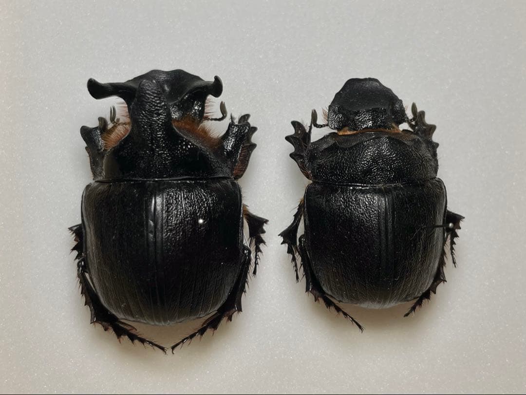 昆虫標本 良型 アンダーソンナンバンダイコク 大型ペア