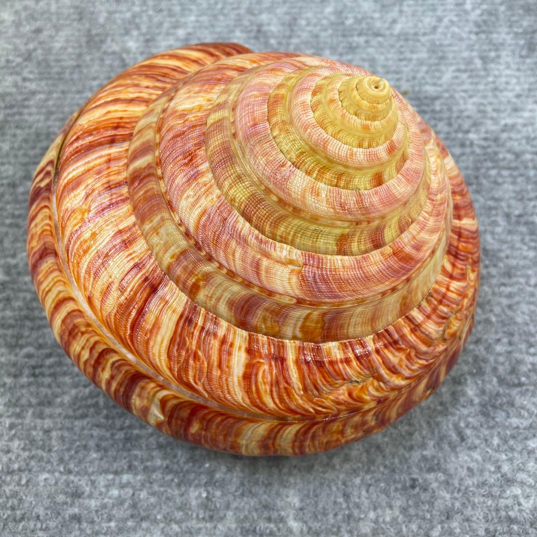 リュウグウオキナエビス　超偏平型　濃色　美品【期間限定値下げ】