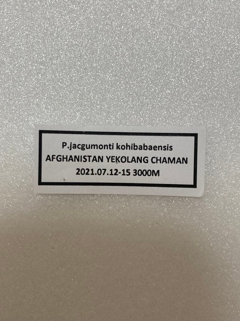 【大型】パルナシウス・ジャクモンティ （1オス・アフガニスタン産）