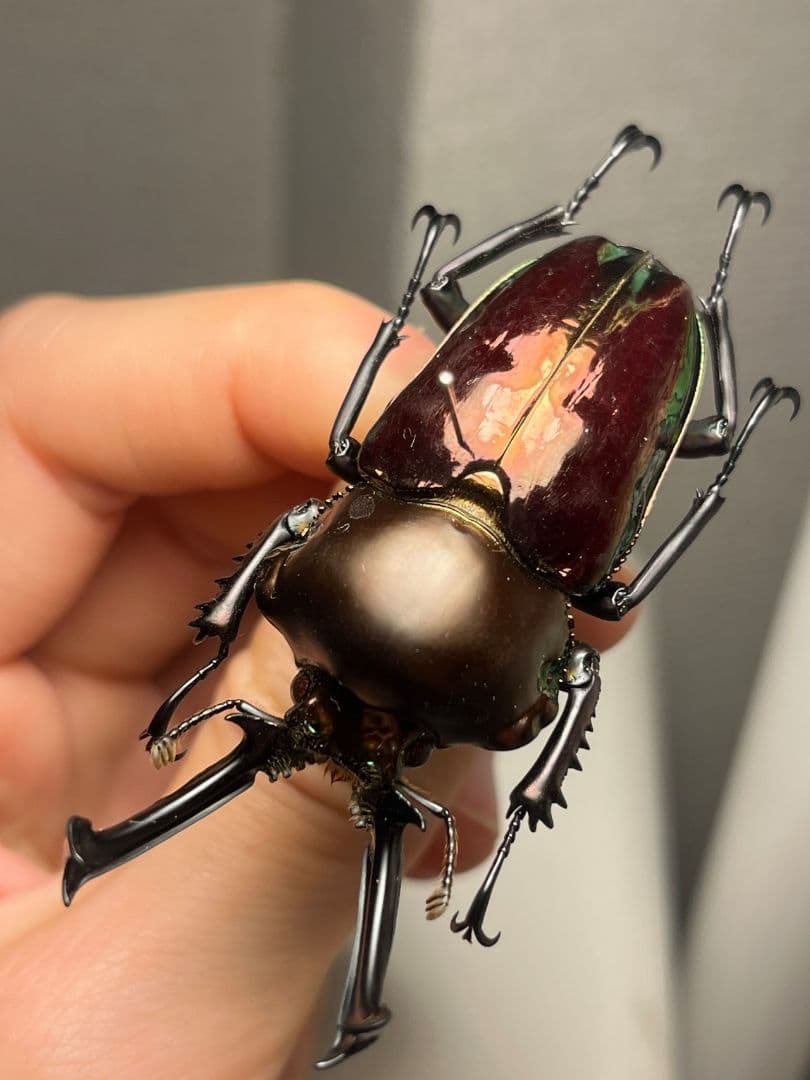 【標本】ニジイロクワガタ オウゴンオニクワガタ ピカール血統 レッドピカール