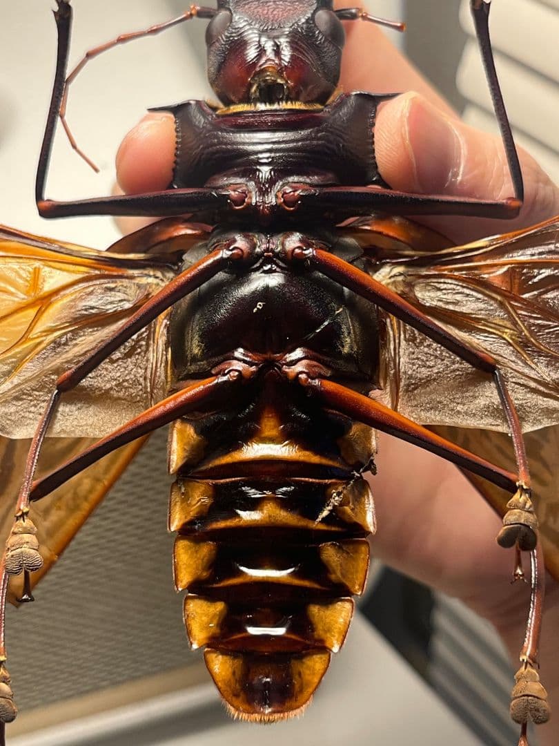 【開翅163mm】オオキバウスバカミキリ 標本 Macrodontia