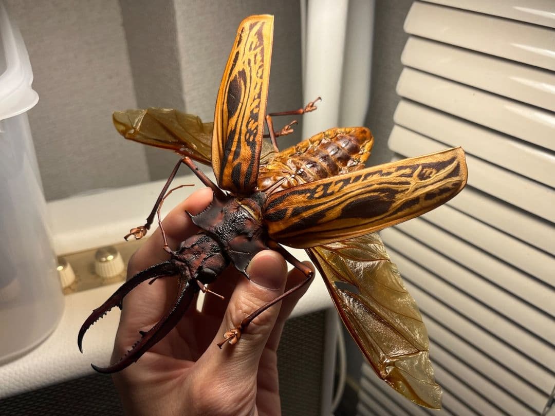 【開翅163mm】オオキバウスバカミキリ 標本 Macrodontia