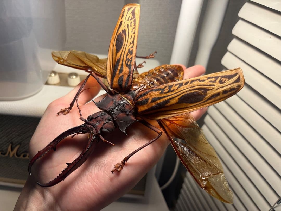 【開翅163mm】オオキバウスバカミキリ 標本 Macrodontia