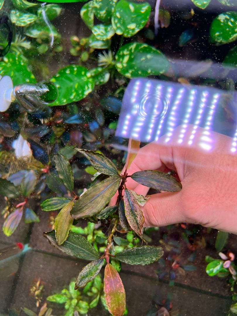 ブセファランドラｓｐ. ピンクバリエガータい斑入り 水中葉 3 株　3大