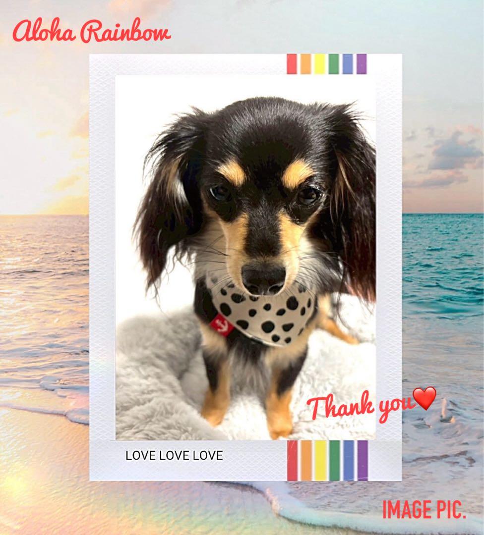 No.3160☘️犬猫用バンダナ XXSサイズ ダルメシアン ＆ ダンガリーブルー