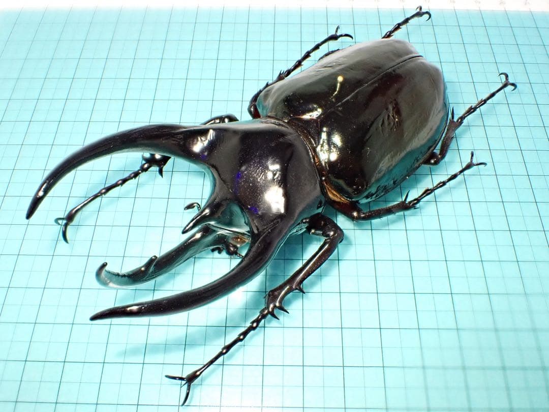 【標本】コーカサスオオカブト　マレーシア産　極太　117.5ミリ　飼育品