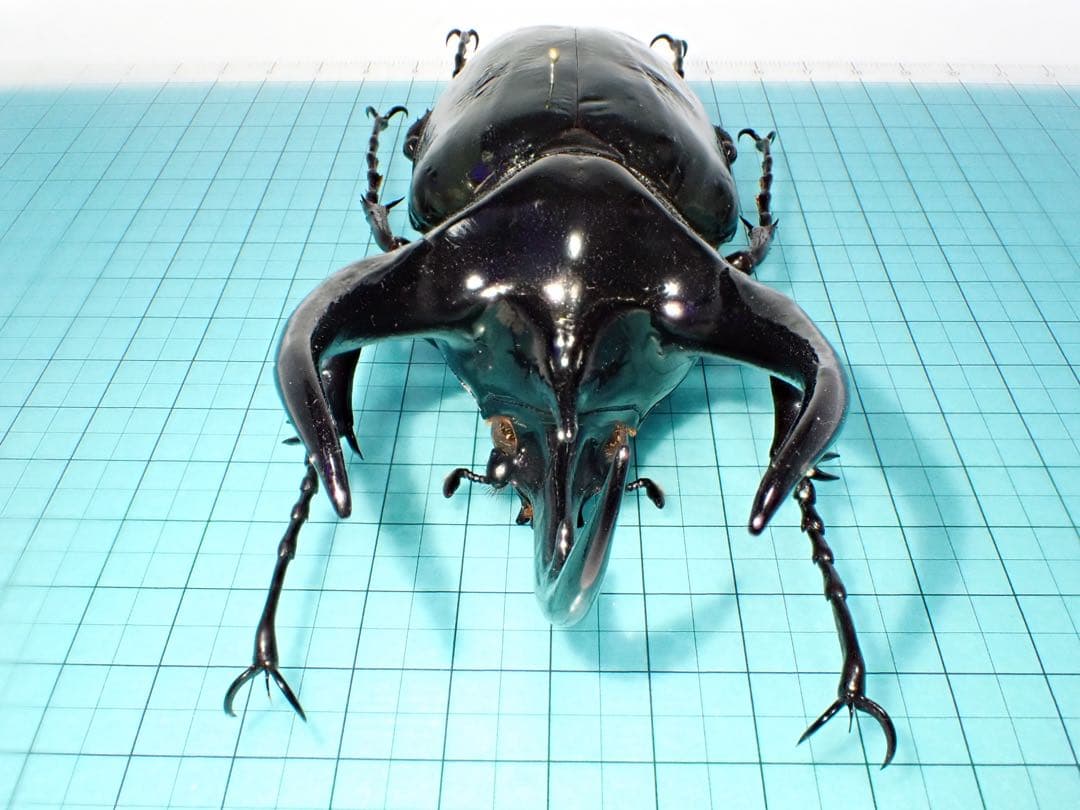 【標本】コーカサスオオカブト　マレーシア産　極太　117.5ミリ　飼育品