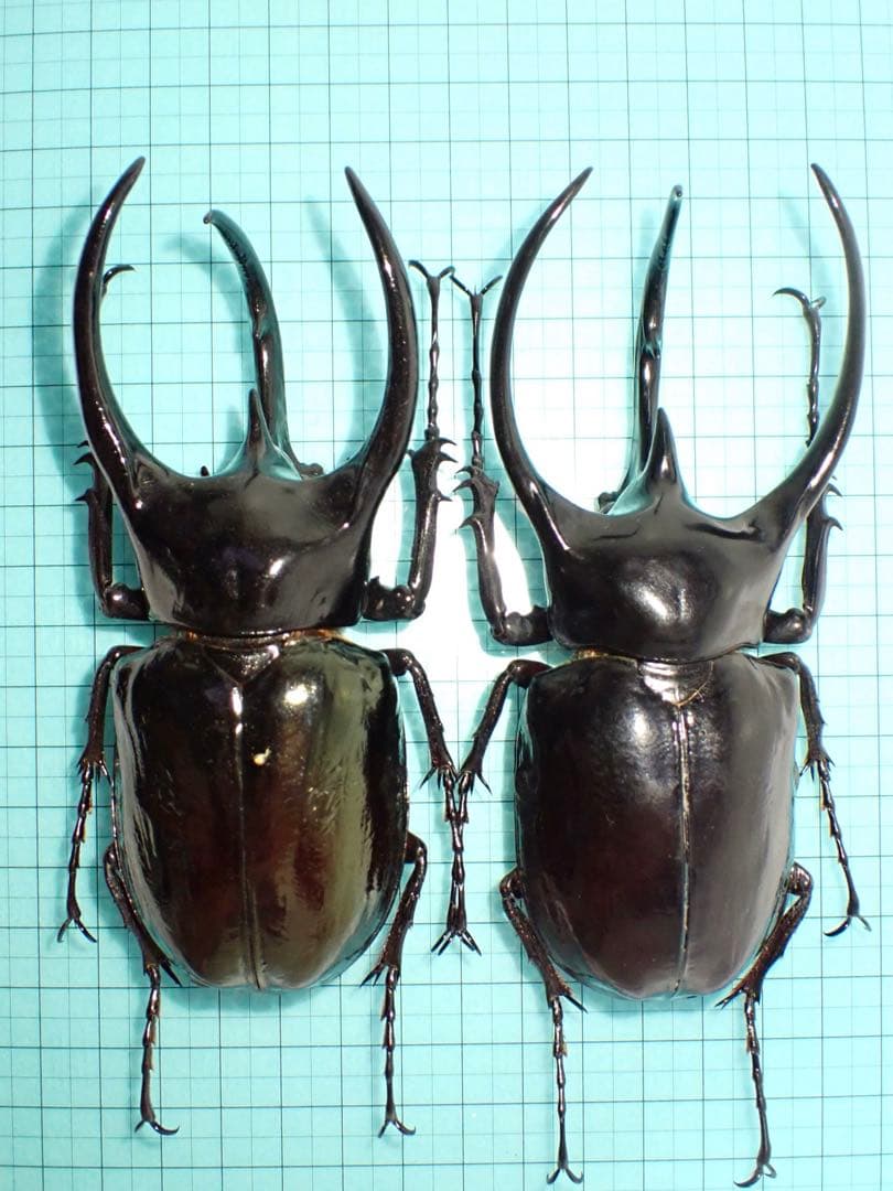 【標本】コーカサスオオカブト　マレーシア産　極太　117.5ミリ　飼育品