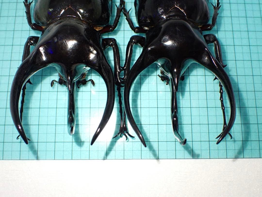 【標本】コーカサスオオカブト　マレーシア産　極太　117.5ミリ　飼育品