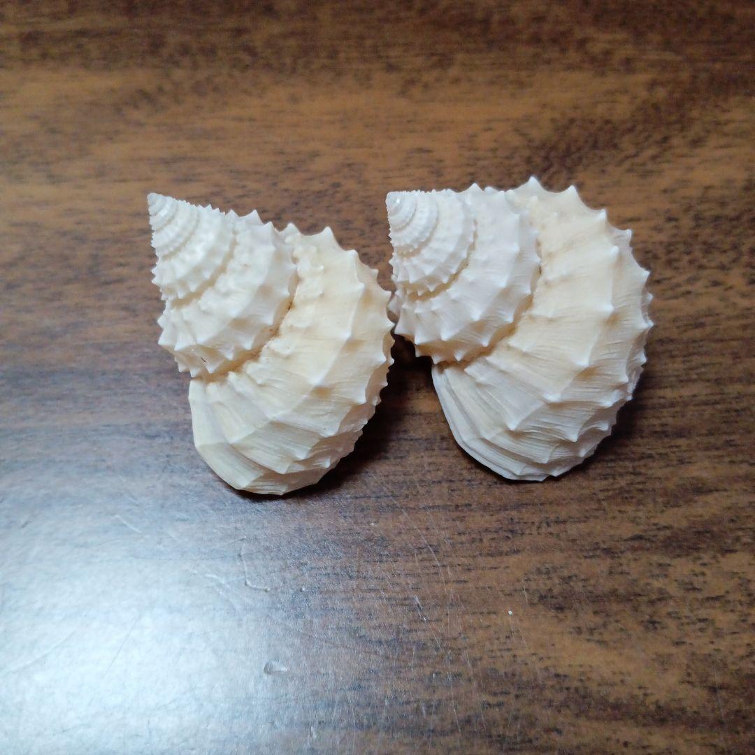 貝殻標本　イガギンエビス