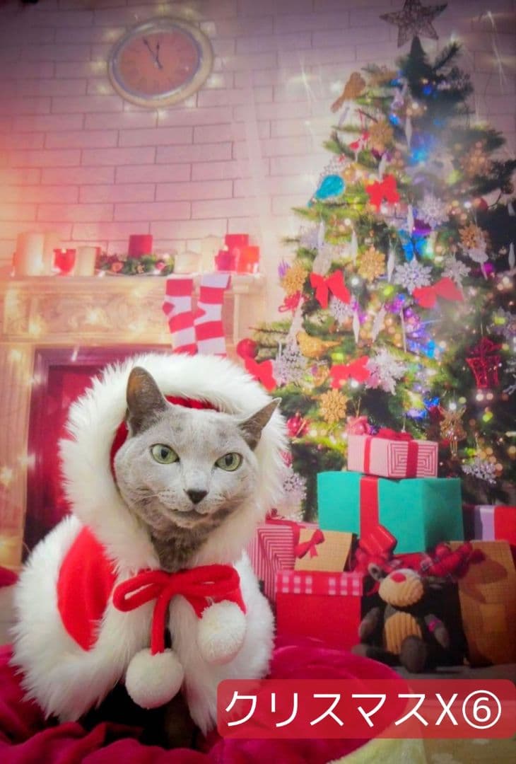 紅葉　背景布秋XD①　ペット撮影用　80×120cm　トリミングチョーカー販売中