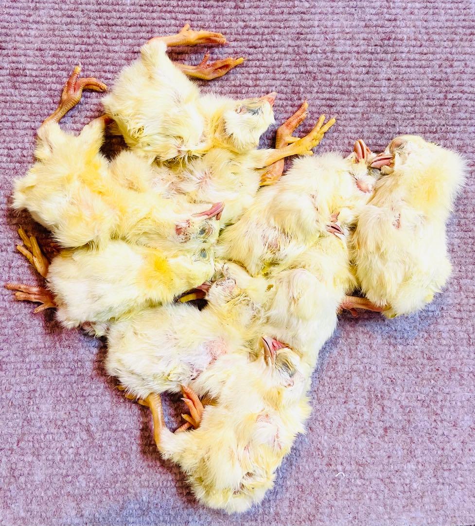 【リピート購入で＋10羽】 送料無料 国産 新鮮安全 冷凍ひよこ 600羽