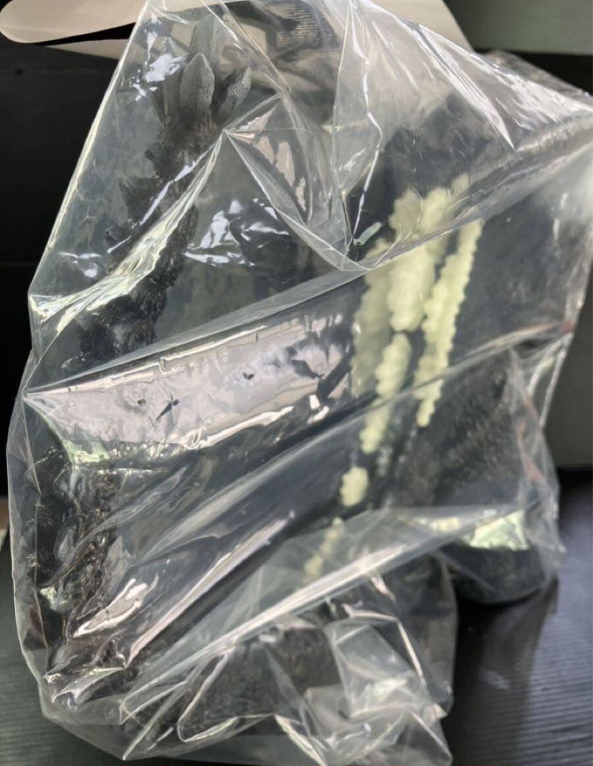 エンビー　スペースゴジラ　宇宙凶悪戦闘獣スペースゴジラ 背面蓄光ver